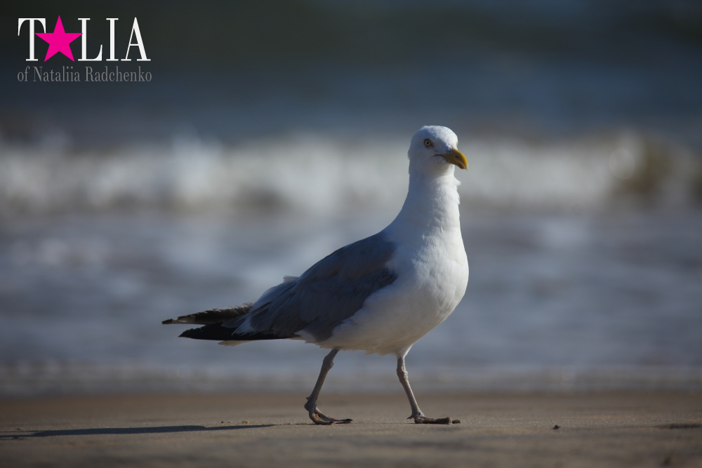 Летний Хэмптонс, Пляж Лонг Айленд, штат Нью-Йорк